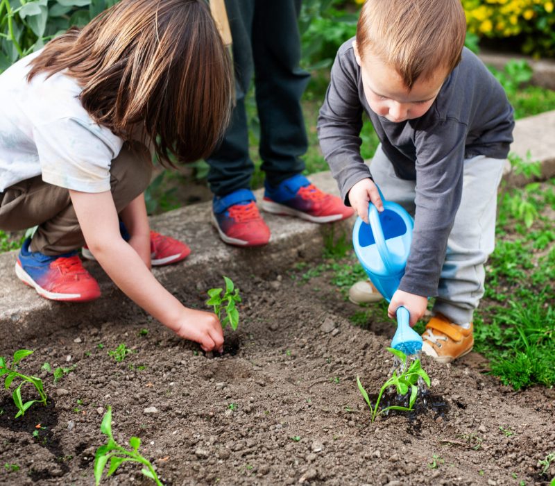 Children planting and watering sprouts of bell pepper plants in a small vegetable garden.